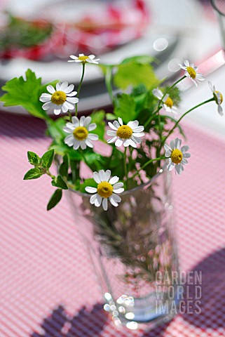 GLASS_WITH_CHAMOMILE_AND_MINT