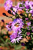 ASTER-NOVAE ANGLIAE WITH INSECT