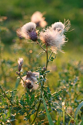 THISTLE_SEEDS