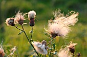 THISTLE SEEDS
