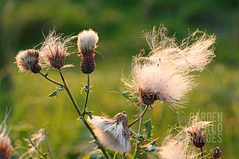THISTLE_SEEDS