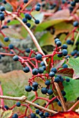 PARTHENOCISSUS WITH GRAPES