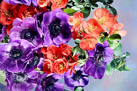 BUNCH_OF_FLOWERS_WITH_ANEMONES