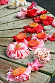 CAMELLIA FLOWER HEADS ON A WOODEN BENCH