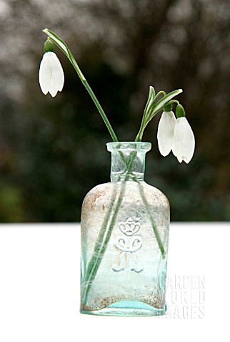 GALANTHUS_SNOWDROPS_IN_A_VINTAGE_GLASS_VASE