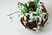 GALANTHUS (SNOWDROPS) DISPLAYED IN A BASKET