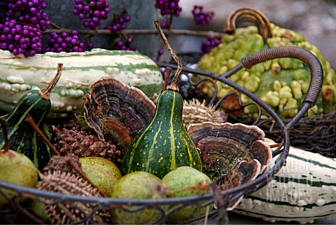 AUTUMN_BASKET_SELECTION_WITH_FRUITS_AND_BRACKET_FUNGUS