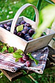 WOODEN BASKET WITH PLUMS