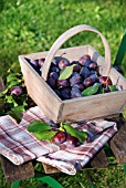 WOODEN BASKET WITH PLUMS