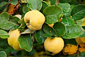RIPE QUINCE APPLES ON THE TREE
