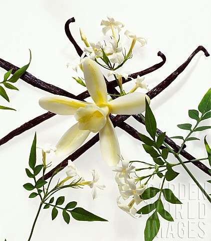 Vanilla_Vanilla_planifolia_Studio_shot_against_white_background_of_Flowers_plants_and_dried_pods