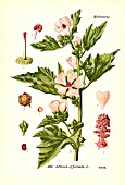 Althaea officinalis image