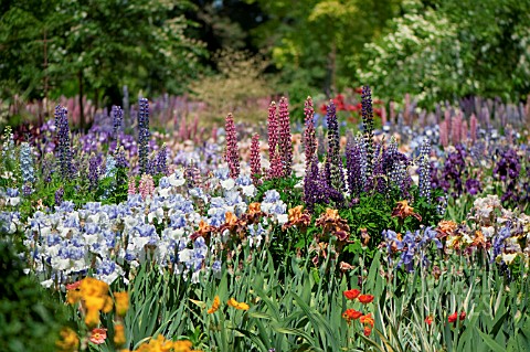 SUMMER_GARDEN_WITH_IRISES_AND_LUPINUS