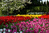 FIELD OF RED, YELLOW, PINK, PURPLE AND WHITE SINGLE EARLY TULIPS UNDER APPLE TREE IN BLOSSOM