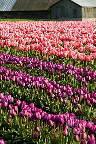 FIELD_OF_PINK_AND_PURPLE_TULIPS