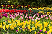 WOODLAND GARDEN WITH ROWS OF MULTI COLOURED TULIPS