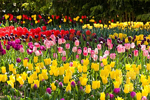WOODLAND_GARDEN_WITH_ROWS_OF_MULTI_COLOURED_TULIPS