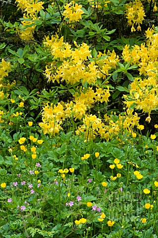 FLAME_AZALEA_RHODODENDRON_CALENDULACEUM_WITH_BUTTERCUPS_AND_HARDY_GERANIUM