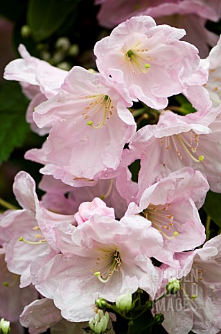 RHODODENDRON_LODERI_KING_GEORGE