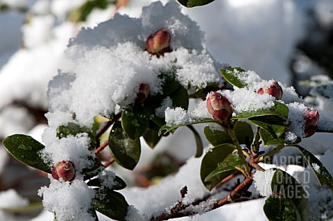 RHODODENDRON_CILPINENSE_BUDS_IN_SNOW