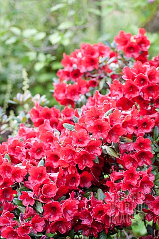 RHODODENDRON_RUBY_HART