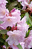 RHODODENDRON LODERI KING GEORGE