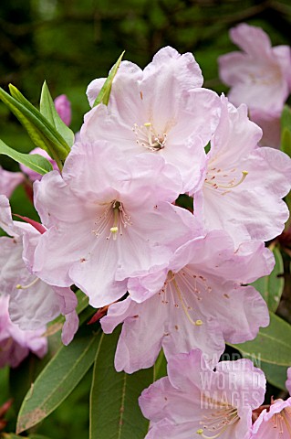 RHODODENDRON_LODERI_KING_GEORGE