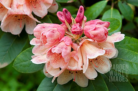 RHODODENDRON_PESTES_FIRE_LIGHT
