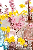BRANCHES OF FORSYTHIA AND BLIREIANA PLUM BLOSSOMS IN GLASS VASES ON TABLE