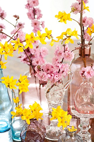 BRANCHES_OF_FORSYTHIA_AND_BLIREIANA_PLUM_BLOSSOMS_IN_GLASS_VASES_ON_TABLE