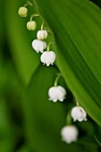 CONVALLARIA MAJALIS, LILY OF THE VALLEY