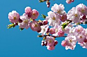PRUNUS ACCOLADE, BLOSSOMS IN SPRING