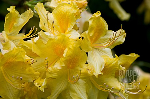 RHODODENDRON_CALENDULACEUM