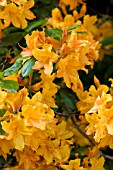 RHODODENDRON CALENDULACEUM