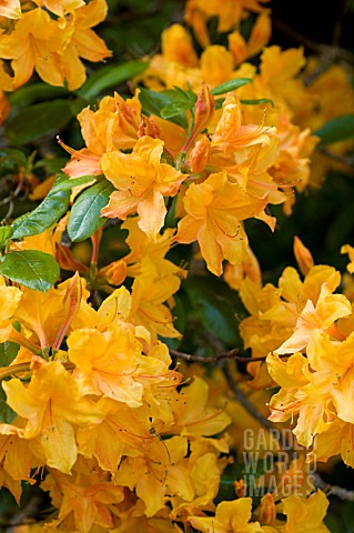 RHODODENDRON_CALENDULACEUM