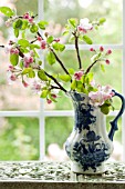 APPLE BLOSSOM IN BLUE AND WHITE PITCHER