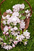 BLOSSOMS OF MALUS IN BASKET IN SPRING
