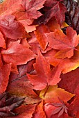 ACER PALMATUM AND ACER RUBRUM  LEAVES IN AUTUMN