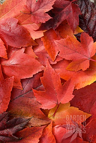 ACER_PALMATUM_AND_ACER_RUBRUM__LEAVES_IN_AUTUMN