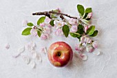 APPLE BLOSSOMS (MALUS) IN STILL LIFE WITH APPLE