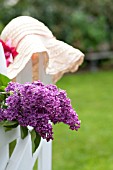 SYRINGA VULGARIS, COMMON LILAC, ON WHITE PICKET FENCE WITH SUN HAT