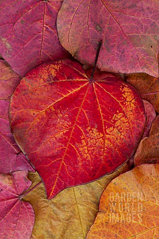CERCIS_CANADENSIS_LEAVES_IN_AUTUMN