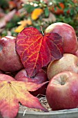 APPLES AND LEAVES IN AUTUMN