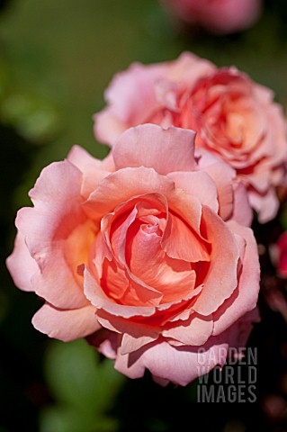 ROSA_APRICOT_CANDY