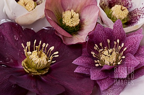 HELLEBORUS_X_HYBRIDUS_BLOSSOMS_FLOATING_IN_WATER