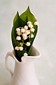 CONVALLARIA MAJALIS, LILY OF THE VALLEY, IN WHITE PITCHER