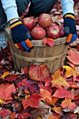 APPLES IN BUSHEL BASKET WITH FALLEN LEAVES OF MAPLE AND FOREST PANSY TREES