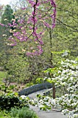 CERCIS CANADENSIS, EASTERN REDBUD TREE BLOSSOMS IN SPRING