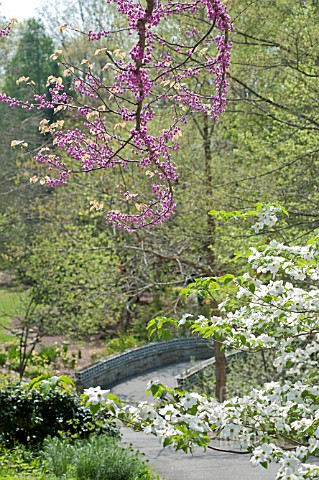 CERCIS_CANADENSIS_EASTERN_REDBUD_TREE_BLOSSOMS_IN_SPRING