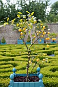 BUXUS SEMPERVIRENS AND ORNAMENTAL ORANGE TREE IN PARTERRE GARDEN AT CHATEAU DE BRECY
